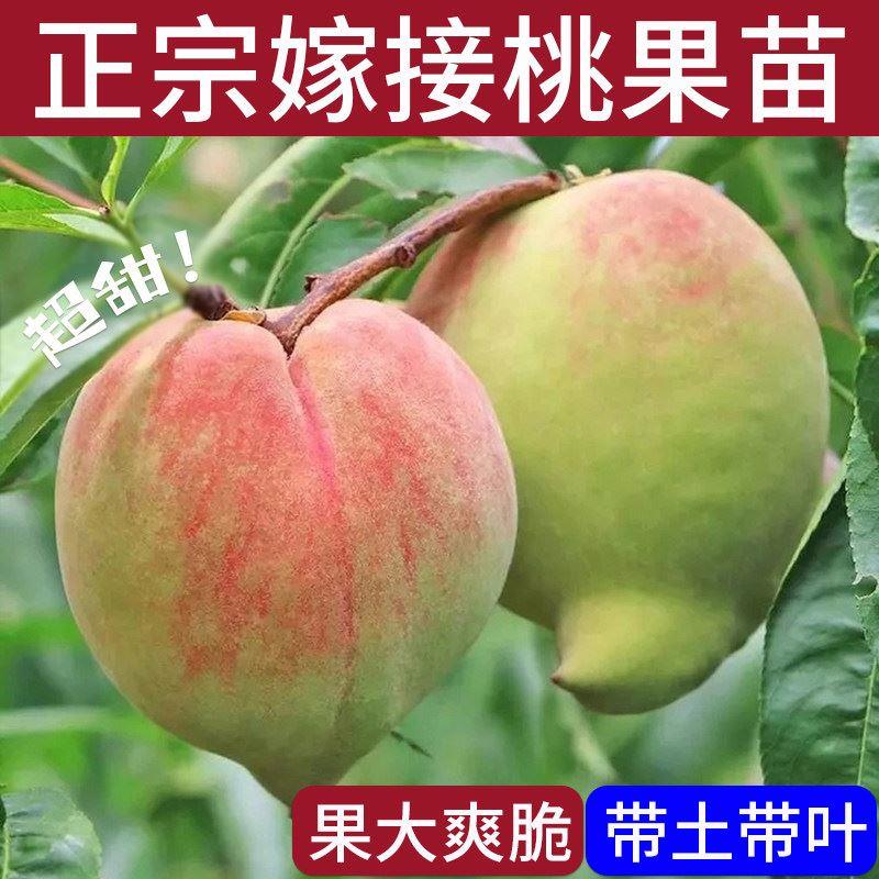 桃子树苗鹰嘴桃嫁接连平脆甜离核带土果树盆地栽南北方种水蜜桃苗