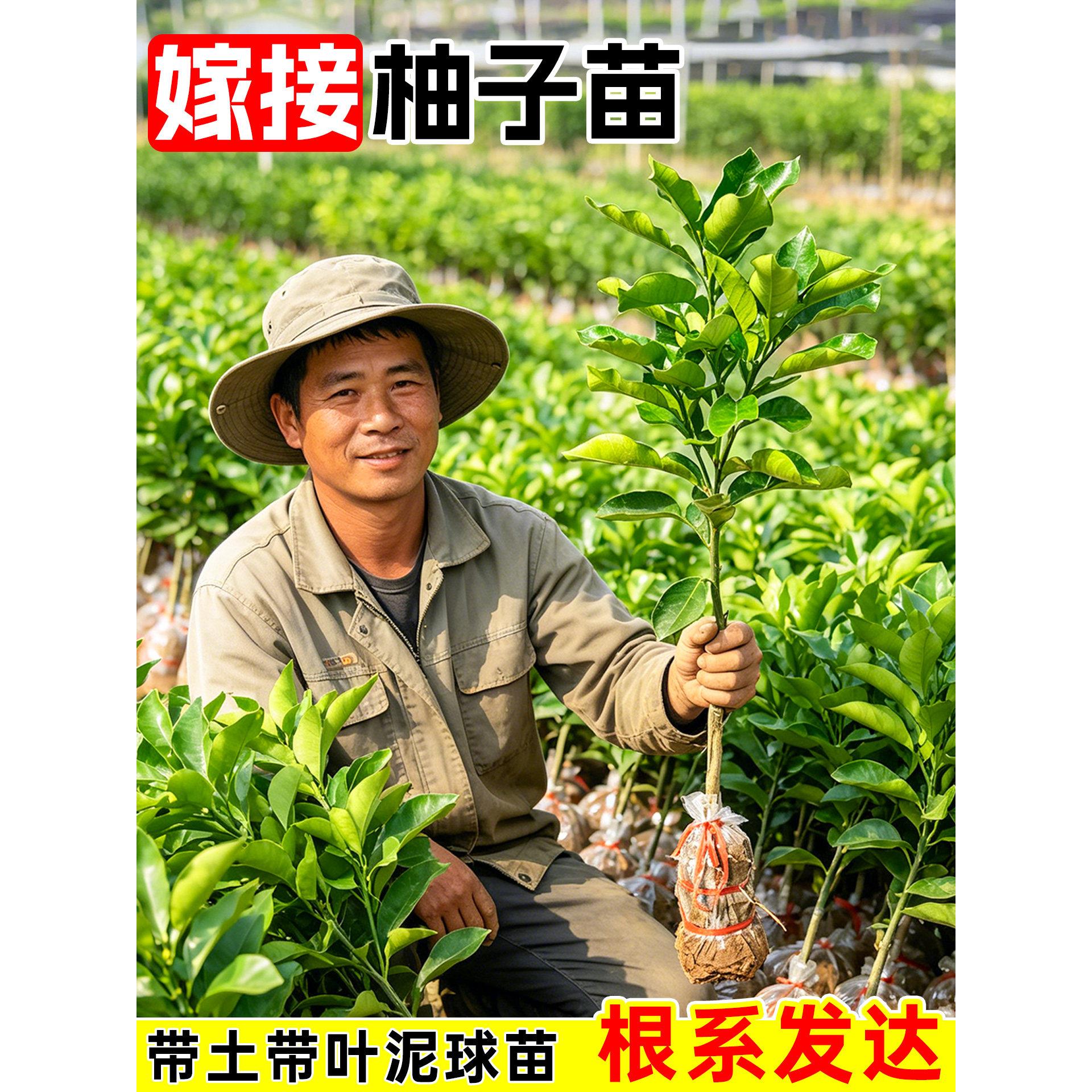 正宗柚子果树苗白肉蜜柚嫁接柚子树苗红心蜜柚特大果树苗庭院种植