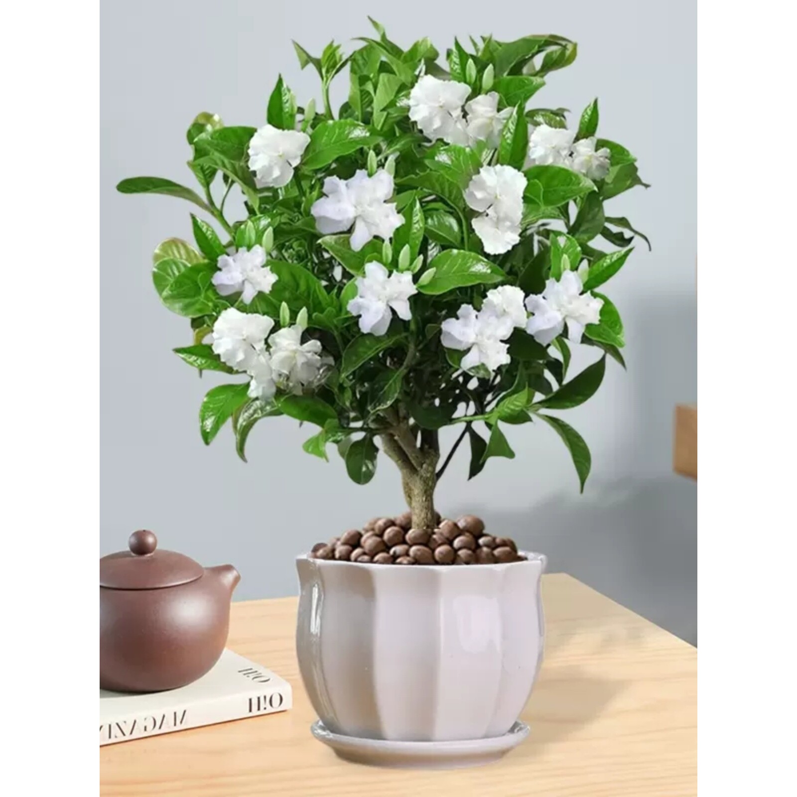 丁香花树苗水晶茉莉狗牙花带花易活花卉盆栽室内花四季浓香室内