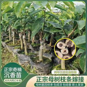 正宗绿奇楠嫁接沉香树苗一代母树包结香正品名贵药材棋楠沉香木苗