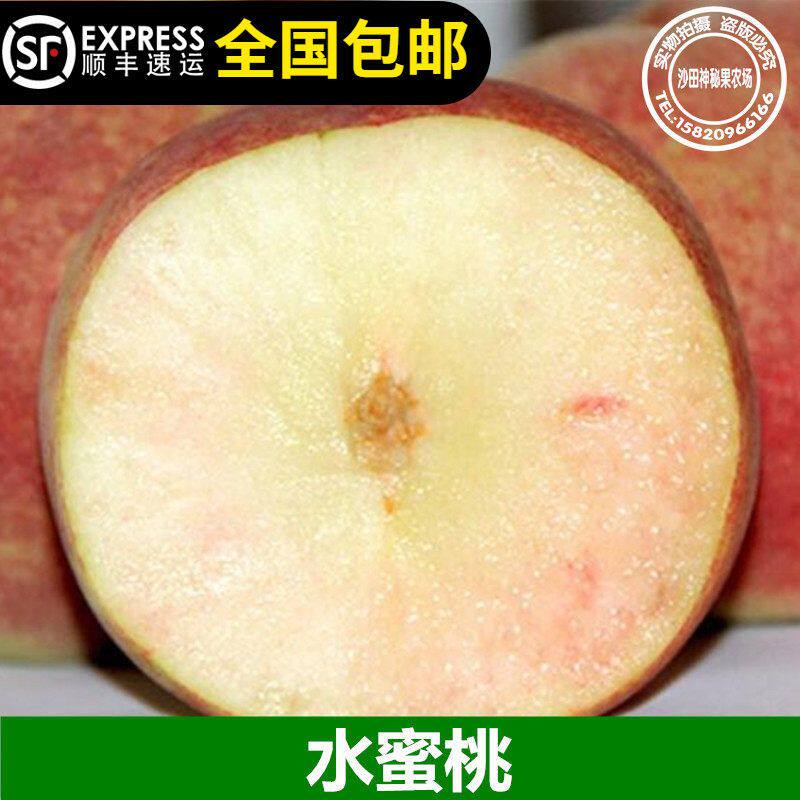 台农水蜜桃树苗果子香浓甜鹰嘴桃苗嫁接树苗大果脆肉可口清甜