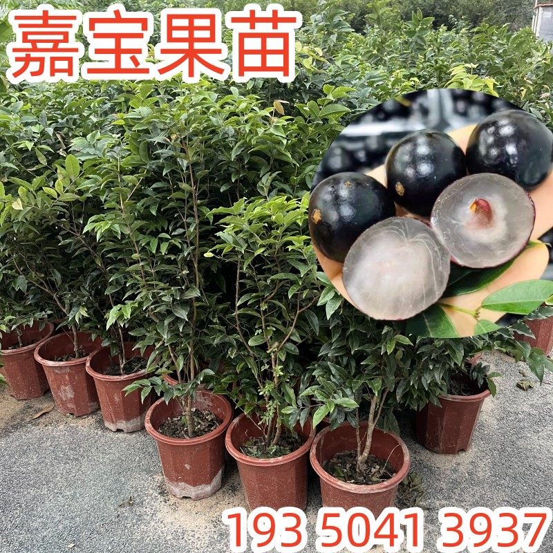 四季嘉宝果树果苗沙巴艾斯卡树葡萄苗果树庭院名贵南北方种植盆栽