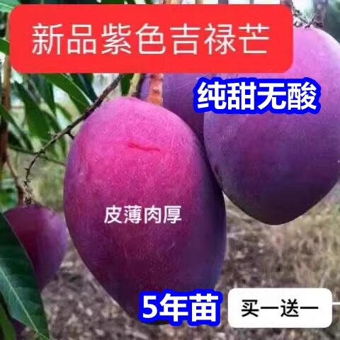 紫色吉禄芒果新品种嫁接树苗红象牙金煌芒苗当年结果盆栽地栽树苗