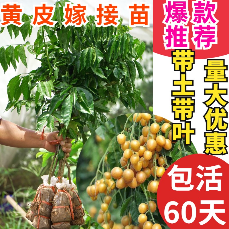 广西果苗贵妃嫁接黄皮树苗无核大果鸡心黑金紫肉南方种植黄皮苗