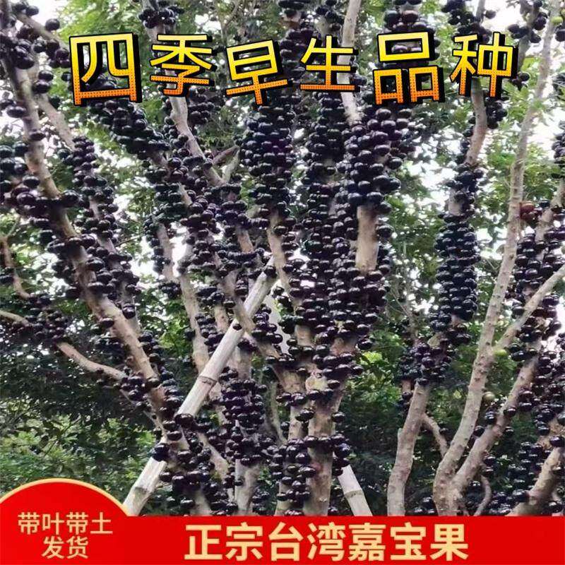 正宗沙巴艾斯卡嘉宝果苗树苗树葡萄苗四季红妃盆栽地栽早生品种