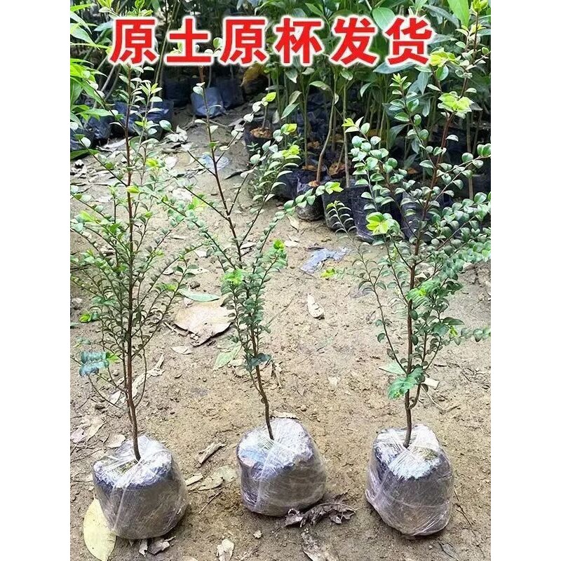 小叶紫檀树苗正宗珍稀名贵苗木高档室内外盆栽观赏植物 四季常青