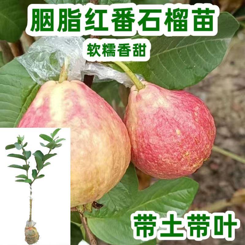 胭脂红番石榴树苗嫁接红宝石四季紫芭乐庭院阳台盆栽当年结果