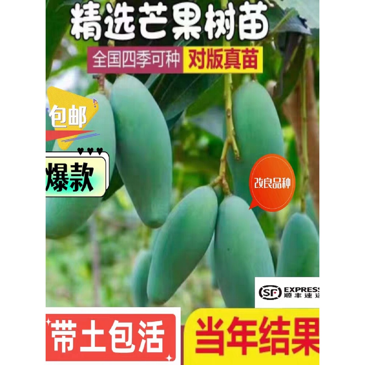 芒果苗树嫁接特大金煌芒四季红贵妃芒果树苖当年结果带土地栽盆栽