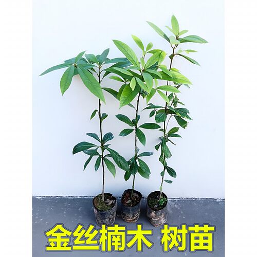 金丝楠木树苗名贵苗木正宗小叶紫檀树苗海南黄花梨木奇楠沉香大树