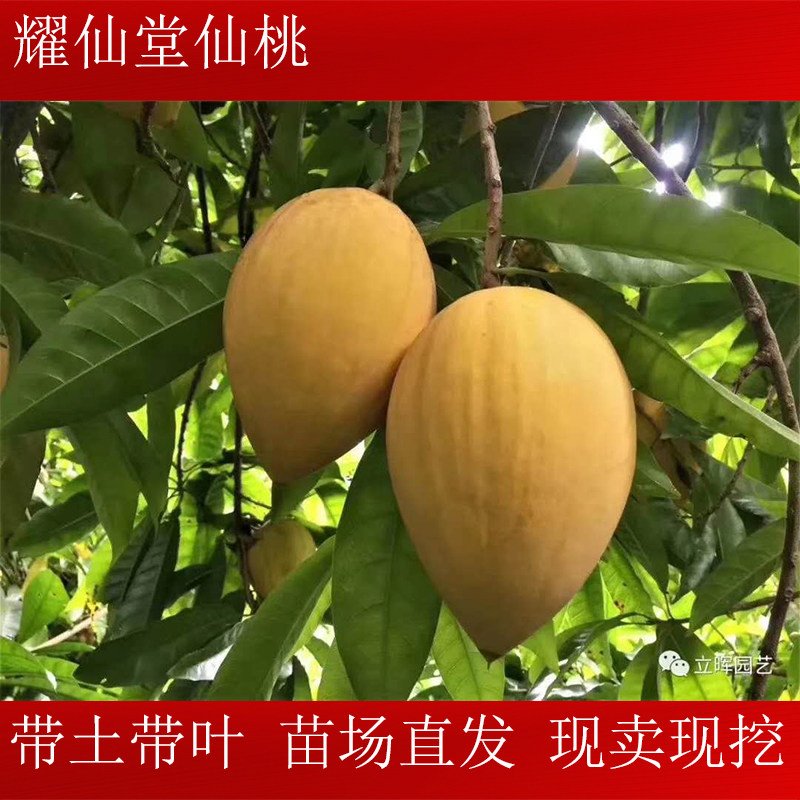 蛋黄果苗耀堂仙桃树大果四季蛋黄果树苗嫁接仙桃蛋黄果苗四季结果