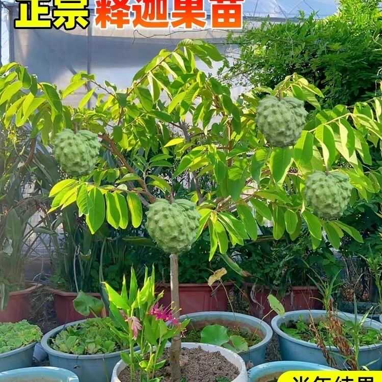 释迦果苗树带果台湾凤梨嫁接果树果苗榴莲庭院南方种植盆栽地栽苗