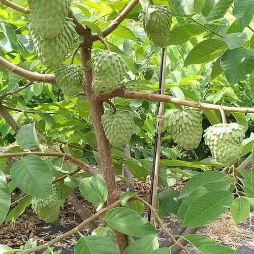 嫁接释迦果树苗牛奶释迦榴莲释迦 凤梨释迦树苗番荔枝树苗佛头果