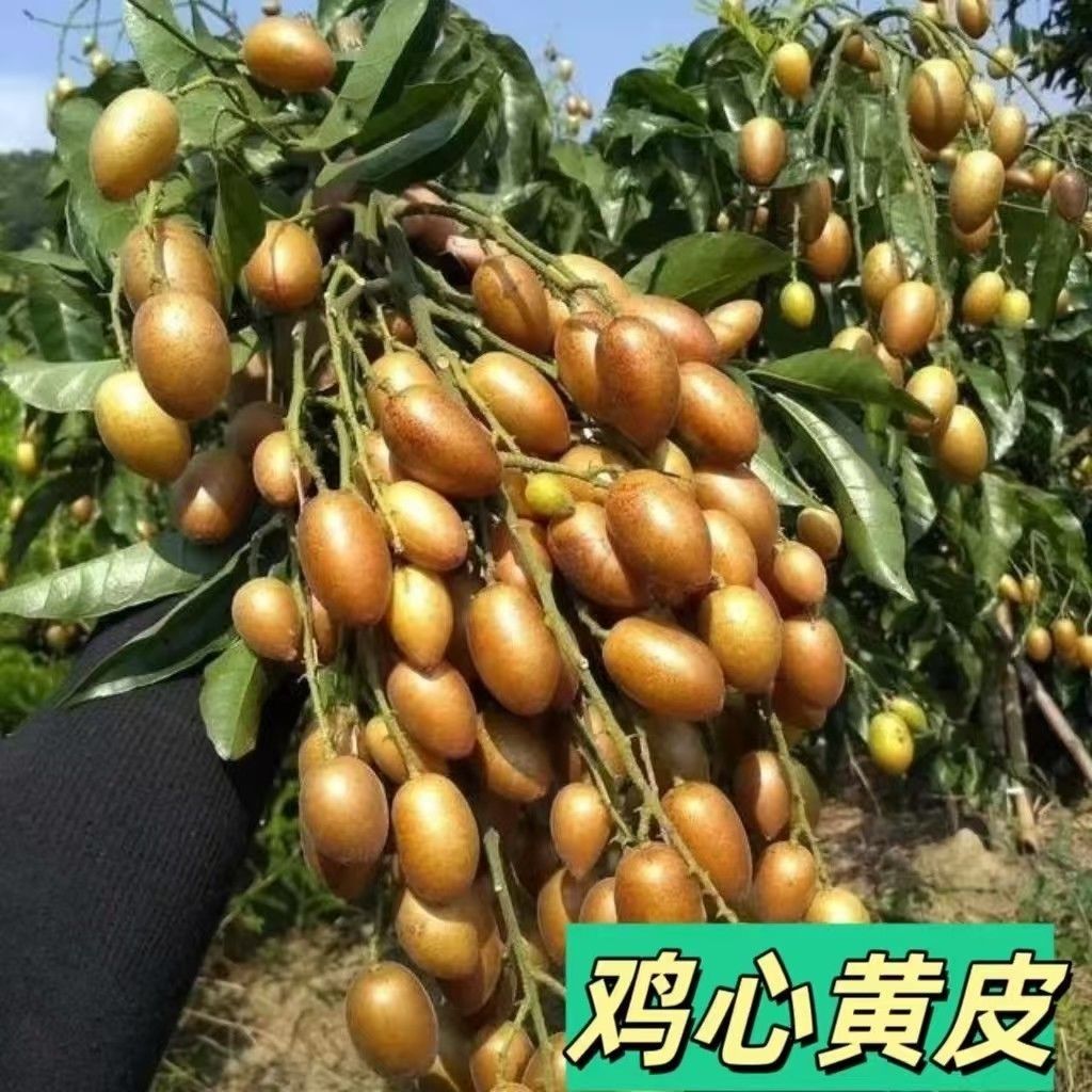 广西大鸡心黑金刚冰糖无核紫肉黄皮良种嫁接苗果大皮薄肉多水果树