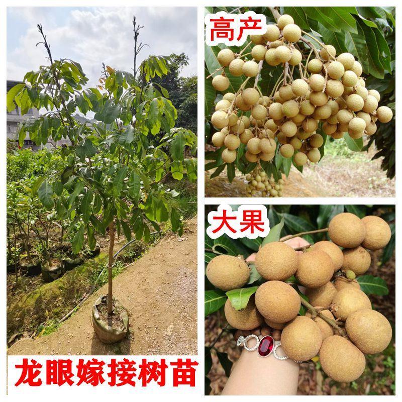 树苗石硖储良四季蜜大乌圆嫁接苗桂圆树庭院种植盆栽地栽
