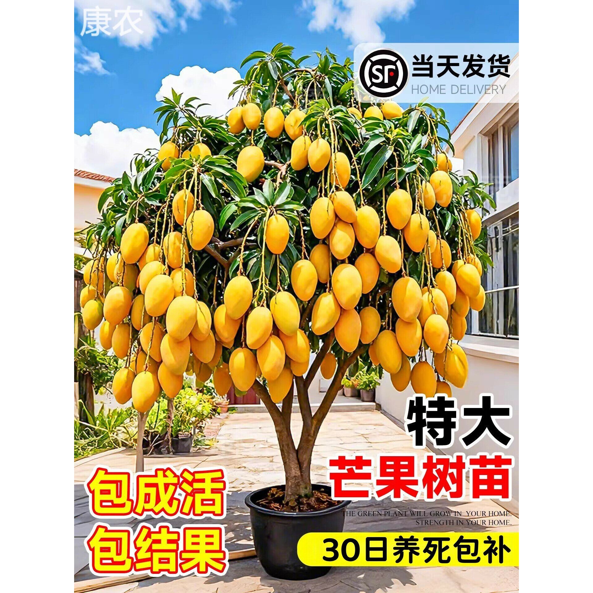 嫁接芒果树特大四季芒果树果苗金煌贵妃芒果苗树盆地栽当年结果