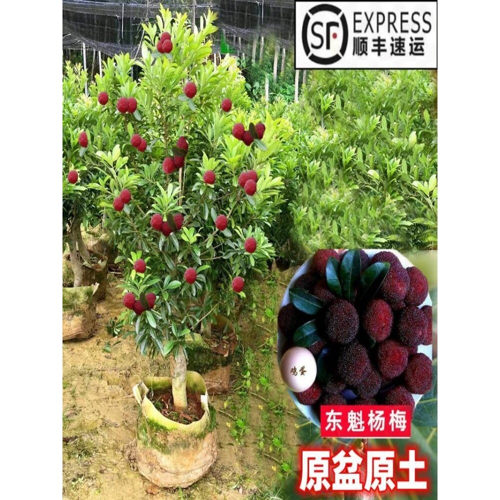 嫁接东魁杨梅树树苗杨梅树苗杯苗南方种植盆栽地栽果树苗当年结果