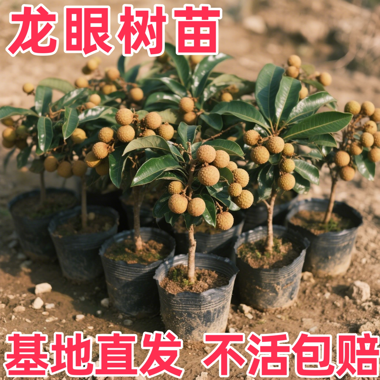 龙眼树苖嫁接盆栽水果树苗储良桂圆石硖南方当年种植地栽当年结果