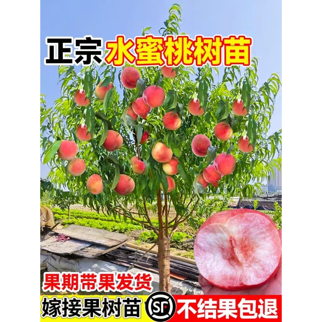 早熟水蜜桃树苗嫁接黄桃苗树鹰嘴桃南方北方种植桃树果苗当年结果