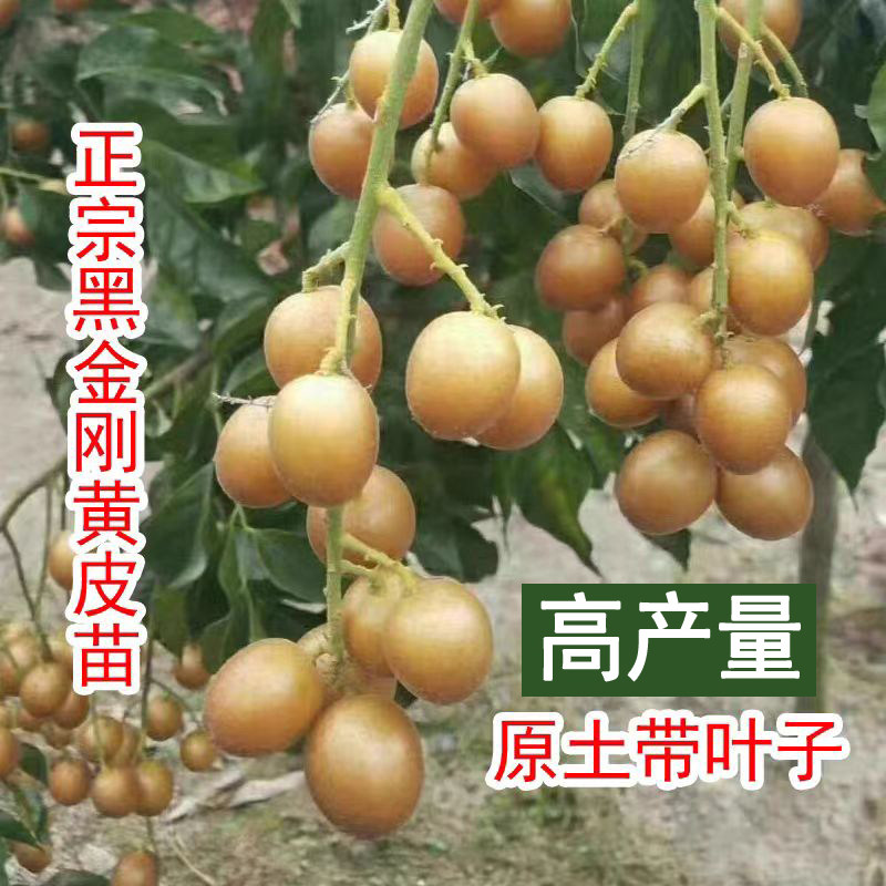 新品种黑金刚黄皮嫁接树苗南方果树果苗庭院种植盆栽地栽当年结果