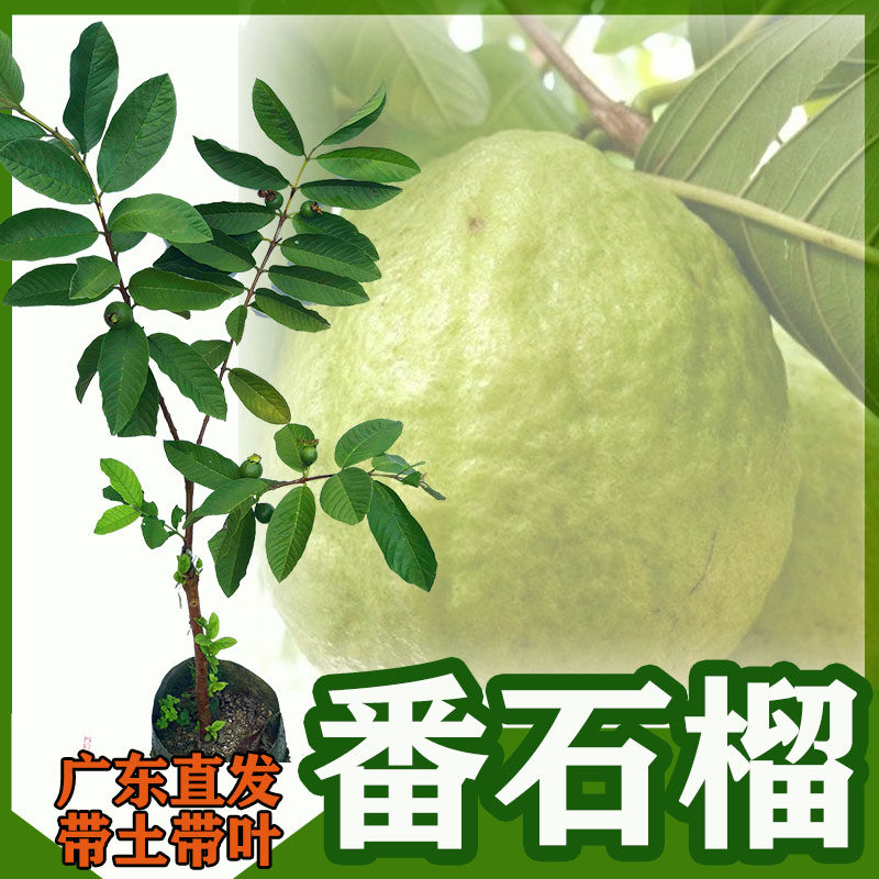 台湾珍珠番石榴果树四季芭乐苗西瓜红心番石榴嫁接苗当年结果