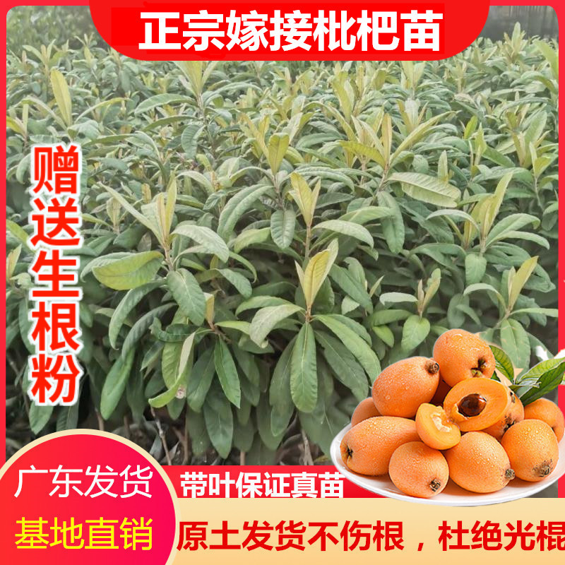 嫁接枇杷树苗正宗特大果五星枇杷果苗琵琶果树苗盆栽地栽当年结果
