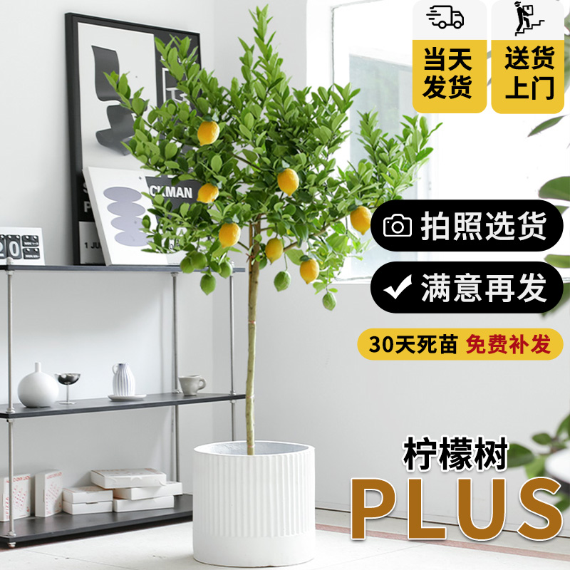 香水柠檬树盆栽大型室内植物客厅带花果阳台高级感真绿植四季好养