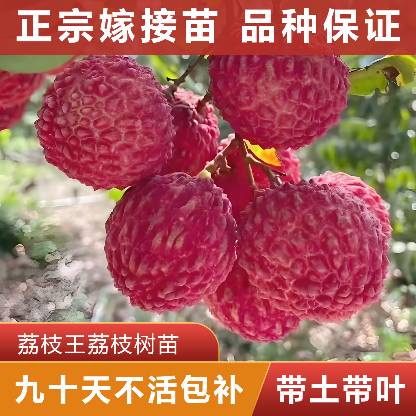 荔枝王荔枝树苗 正宗嫁接苗 可盘栽地栽 原杯原土带叶发货