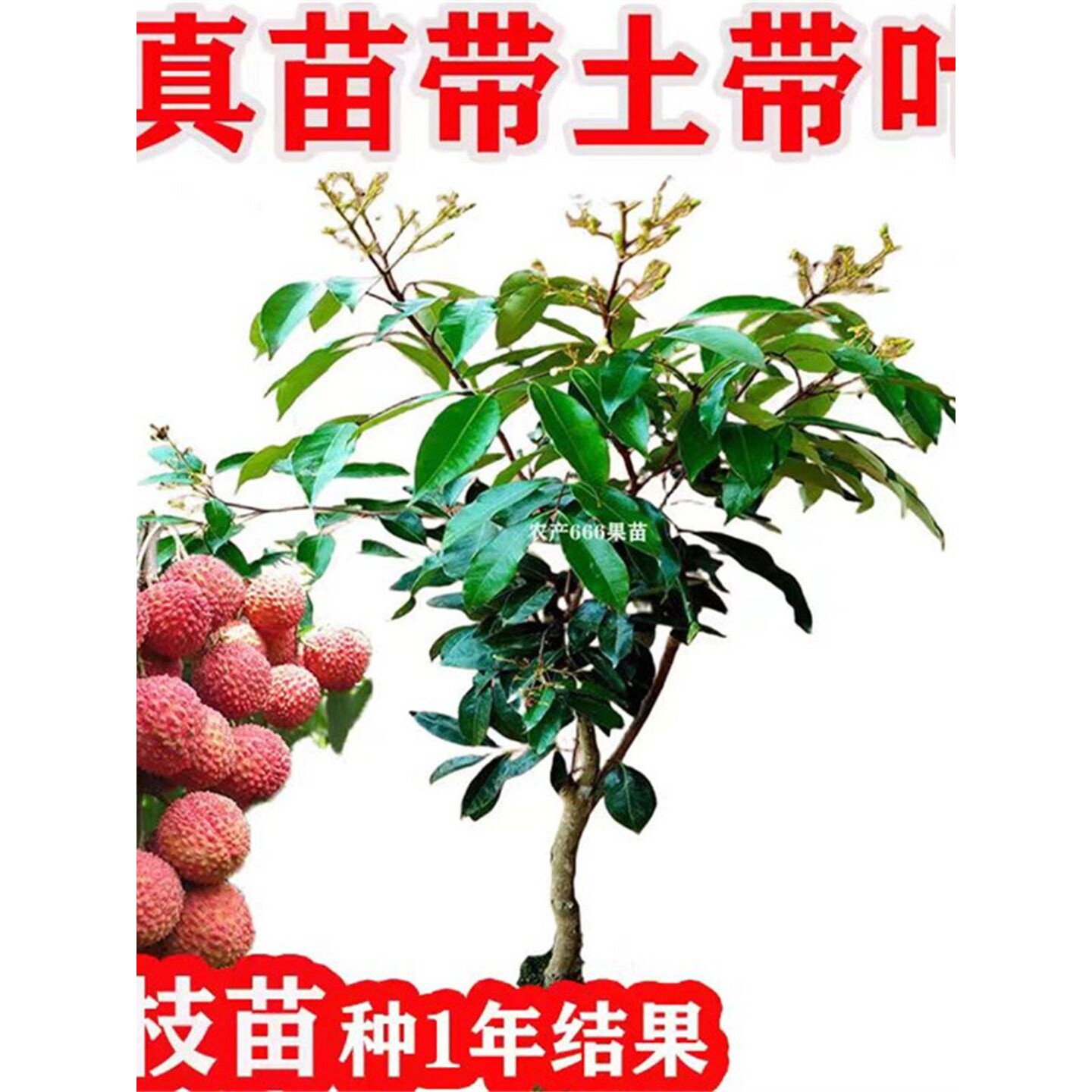 荔枝树苗无核荔枝苗带花桂味冰荔嫁接苗带土带叶四季常绿水果树苗