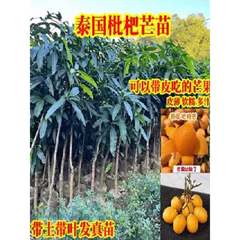 泰国枇杷芒正宗嫁接果树苗带土叶盆栽地栽庭院种植当年结果树苗