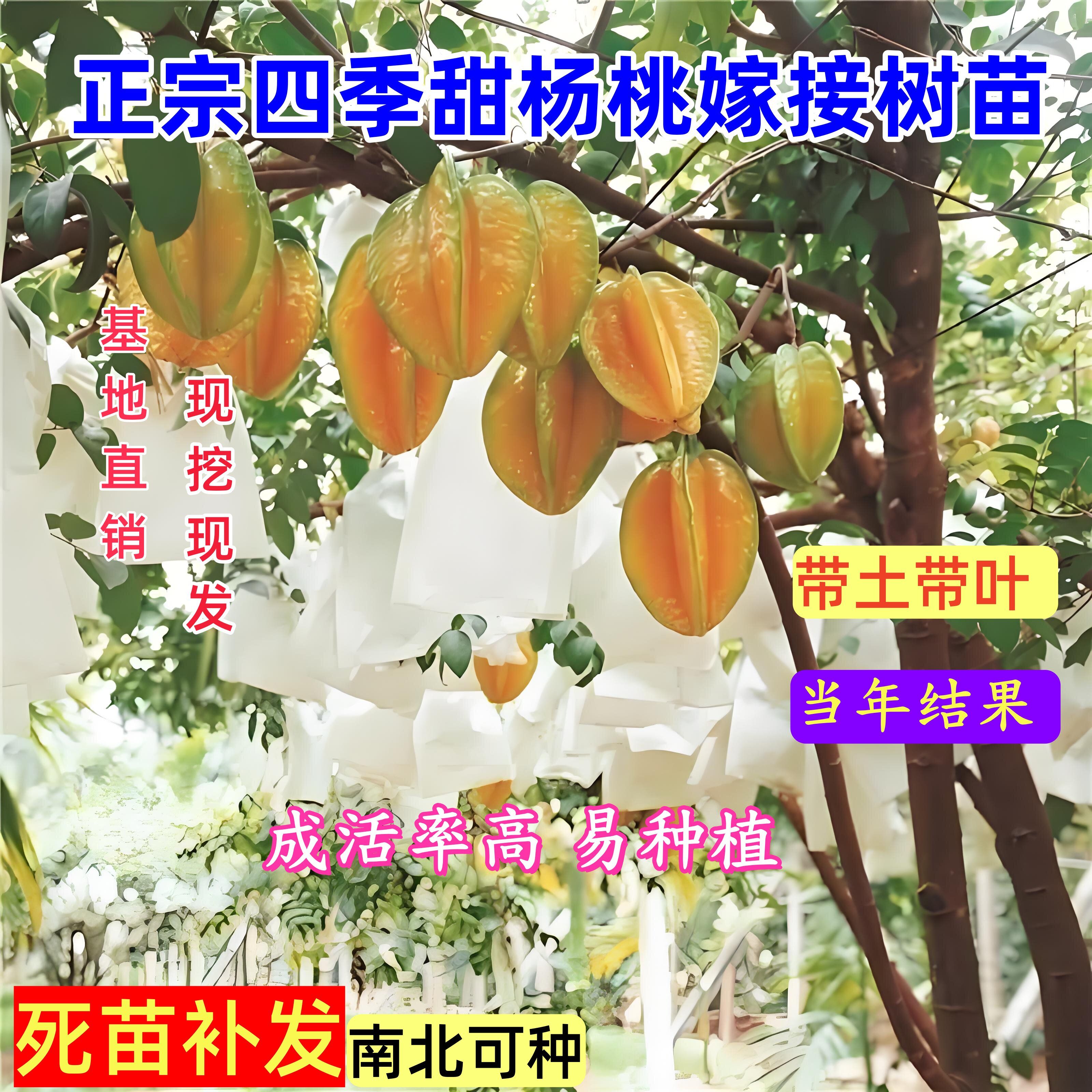 嫁接马来西亚杨桃树苗台湾甜杨桃正宗大苗纯甜四季结果庭院地盆栽