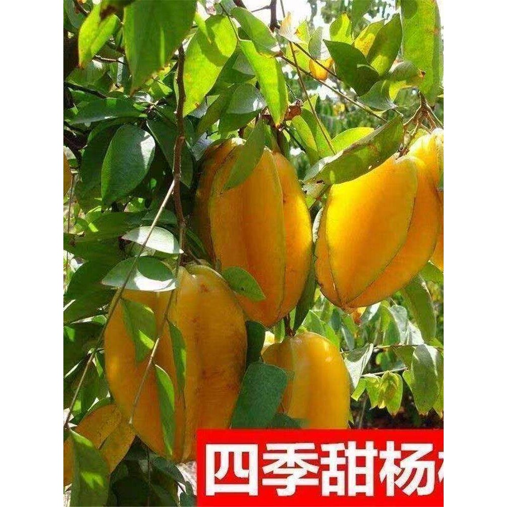 买一送一】杨桃树苗台湾甜杨桃水果苗纯甜嫁接四季结果庭院地盆栽