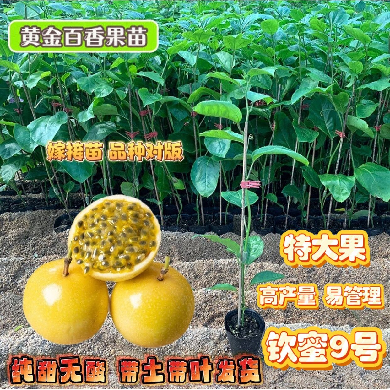 纯甜钦蜜9号黄金百香果树苗 四季结果嫁接苗阳台庭院爬藤盆栽