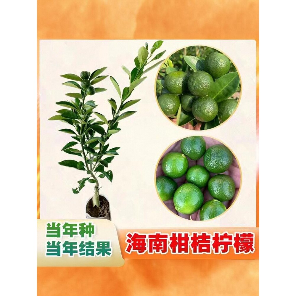海南小金桔柠檬树苗嫁接小青桔四季当年结果盆栽果树带果四季结果