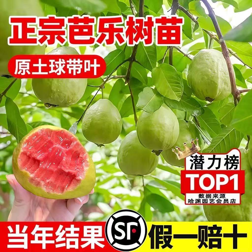 红心芭乐番石榴树苗南北方种植地栽胭脂红