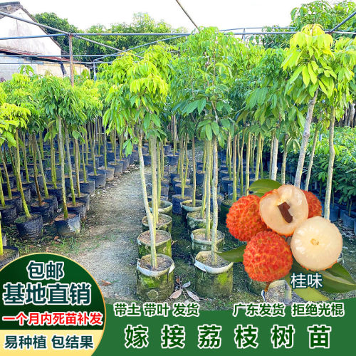 荔枝树苗嫁接桂味荔枝苗龙鳞荔枝糯米糍无核荔枝果苗盆栽当年结果