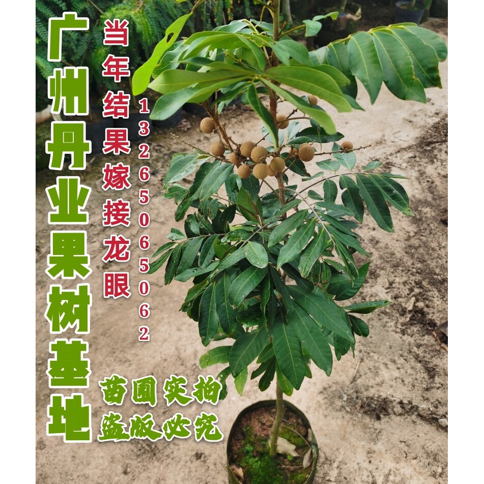 广州正宗嫁接当年结果石峽龙眼树苗特大果四季龙眼果树苗盆栽树苗