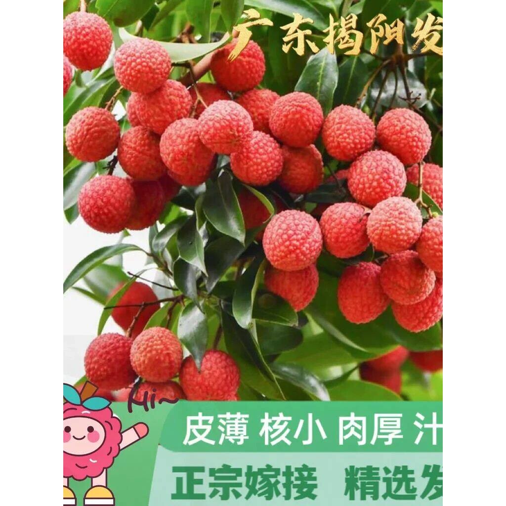 广东荔枝树苗桂味无核糯米糍妃子笑嫁接果苗仙进奉冰荔果树苗盆栽