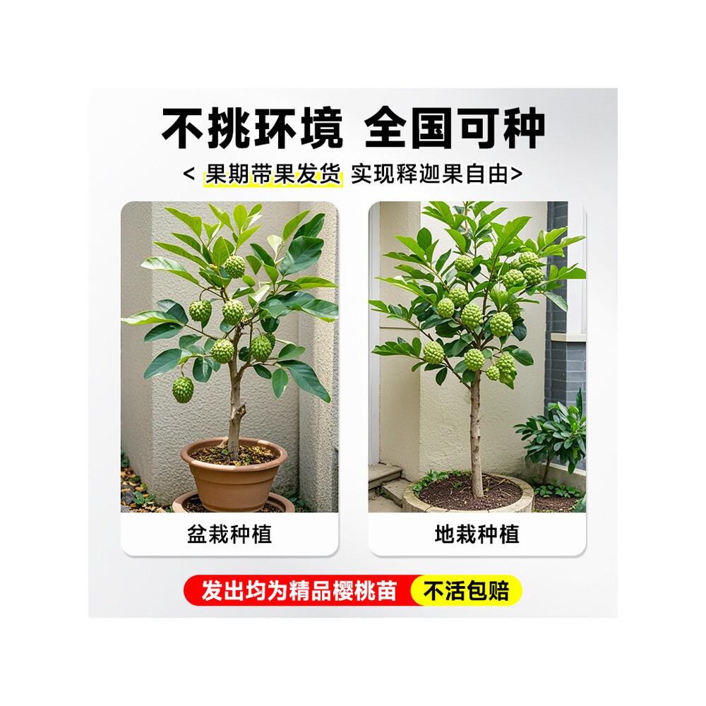 释迦果苗树带果凤梨奶油黄龙嫁接果树果苗庭院南方种植盆栽地栽苗