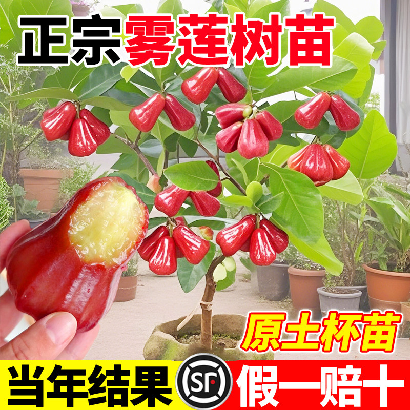 莲雾树苗黑糖芭比果树果苗海南莲雾苗南北方四季盆栽地栽果树苗