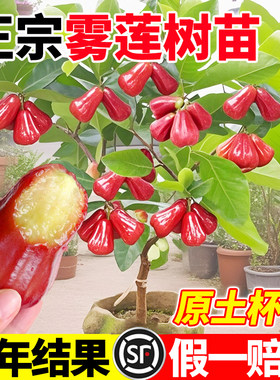 莲雾树苗黑糖芭比果树果苗海南莲雾苗南北方四季盆栽地栽果树苗