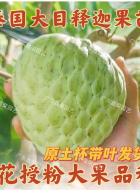 泰国大目释迦果苗番荔枝大果嫁接苗新品种佛头果树苗自花授粉