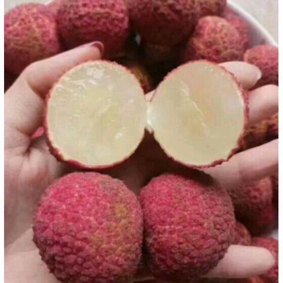 桂味糯米糍妃子笑海南澄迈A4无核荔枝果树苗嫁接苗当年结果南方