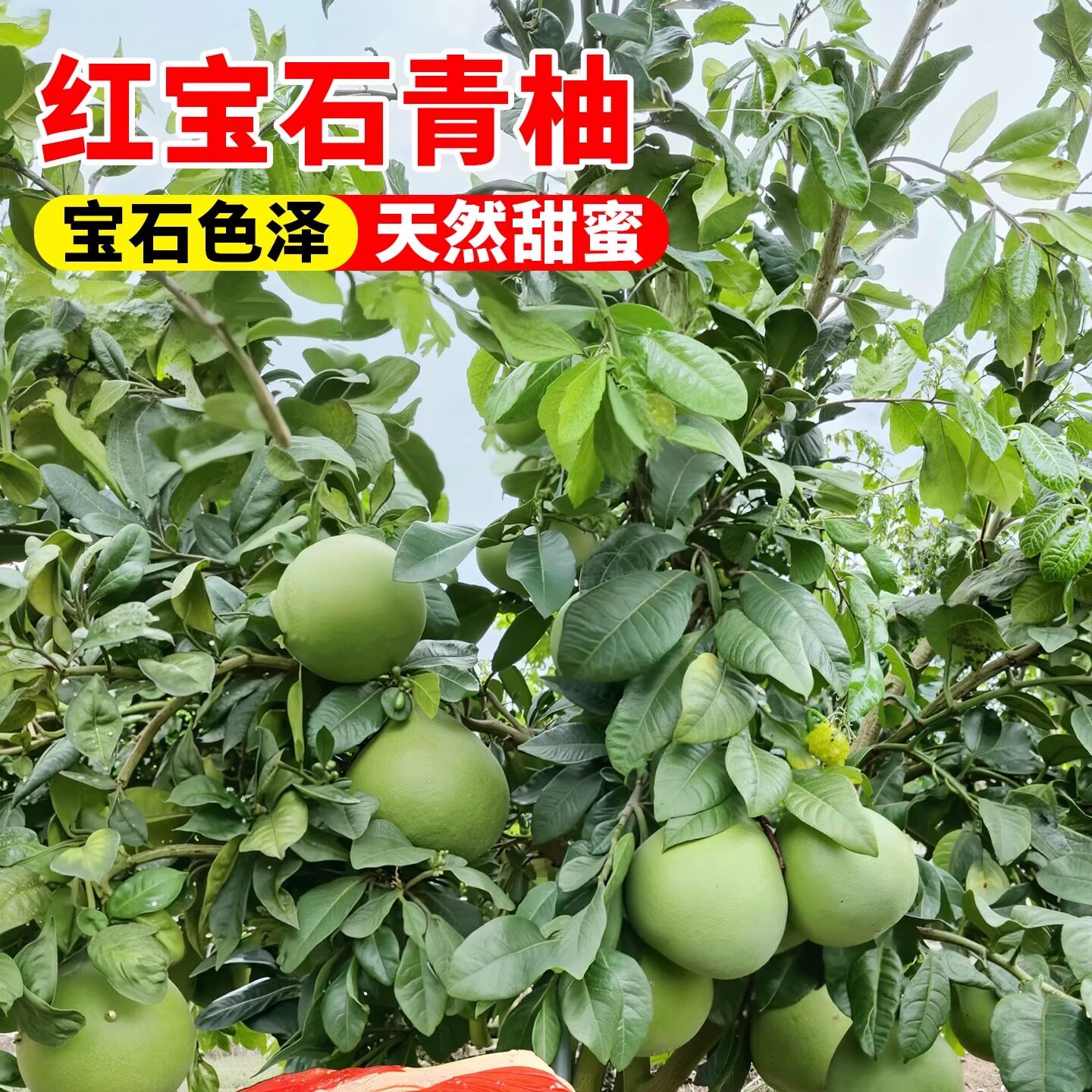 泰国红宝石柚子树苗沙田柚苗三红心蜜柚越南青柚庭院种植全国可种