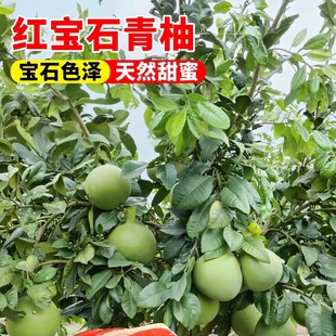 泰国红宝石柚子树苗沙田柚苗三红心蜜柚越南青柚庭院种植全国可种