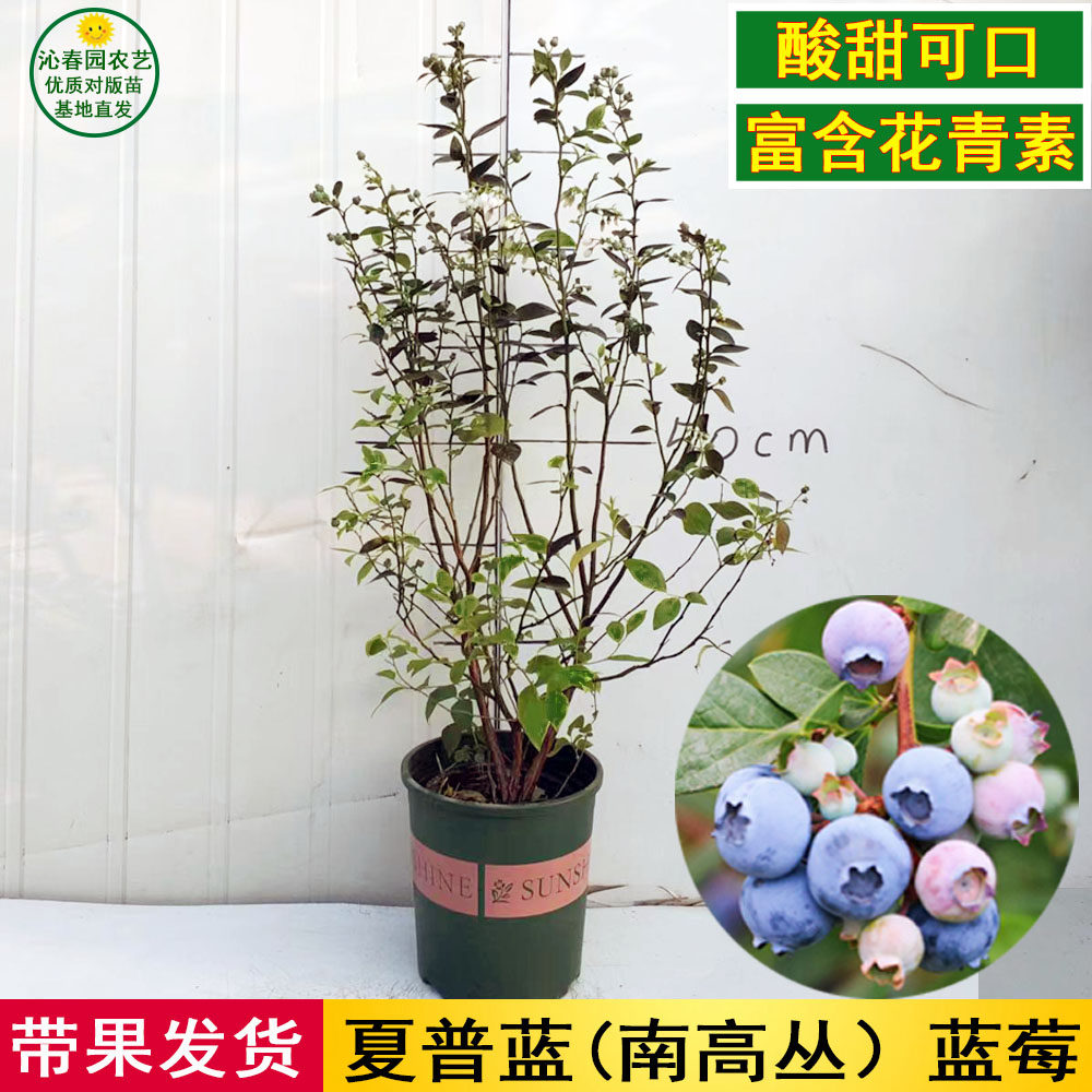 新品夏普蓝蓝莓苗南高丛蓝莓果树苗盆栽地栽阳台庭院种植带果发货