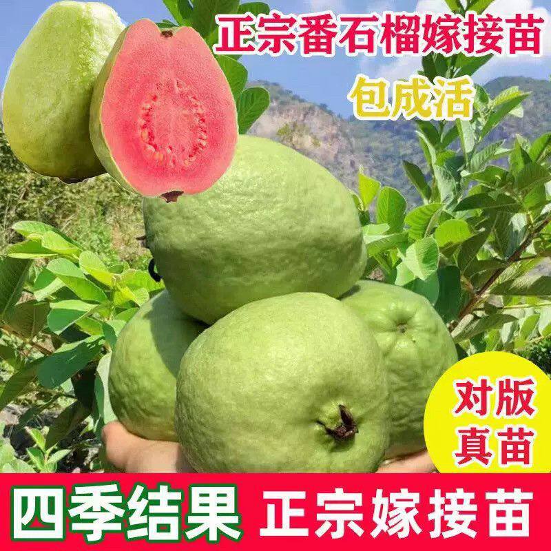 番石榴果树苗嫁接四季珍珠奶油帝王红宝石无籽胭脂红心西瓜芭乐苗