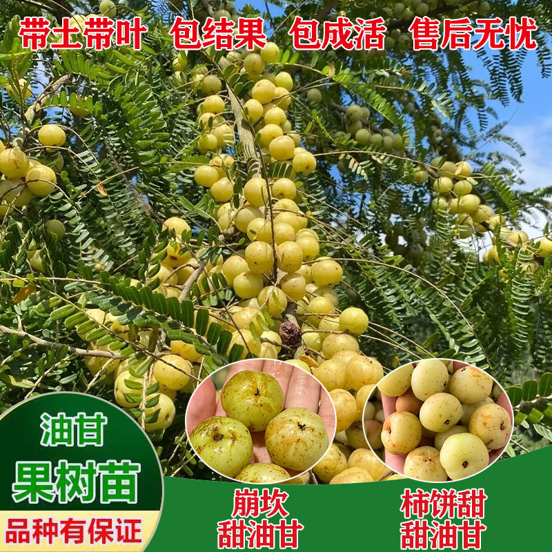 潮汕油甘果苗嫁接崩坎狮头甜种油甘树苗柿饼甜赤皮果树四季结果