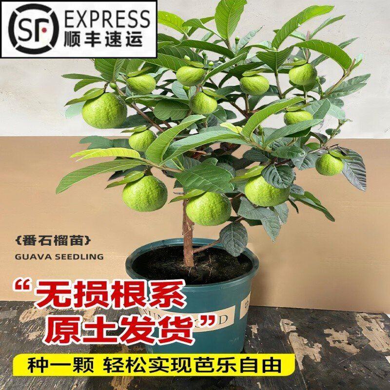 番石榴树果苗红心芭乐树苗南方种植庭院盆栽地栽四季果树当年结果