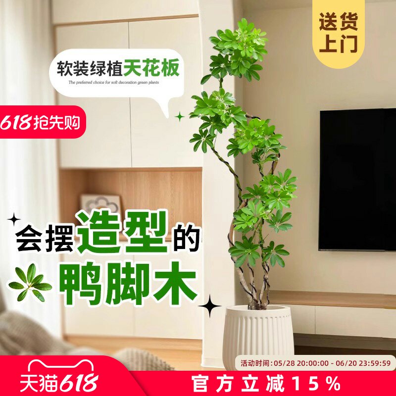 造型鸭脚木客厅大盆栽鸭掌木鹅掌柴室内落地式大型四季常青绿植物