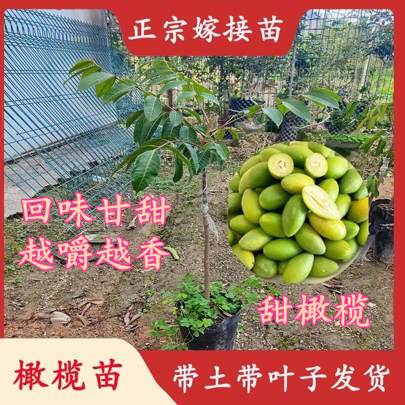 果苗橄榄果树苗 甜橄榄多果青橄榄正宗金玉三棱橄榄苗嫁接地栽苗